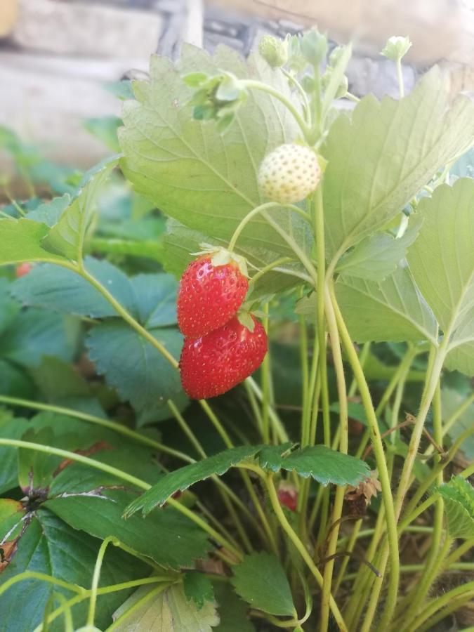 Agriturismo Nona Emma Piano Porlezza 外观 照片